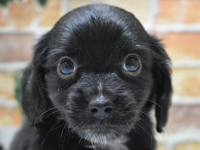 静岡県のハーフ犬・ミックス犬 (ペッツワン伊東店/2024年7月9日生まれ/男の子/ブラックホワイト)の子犬